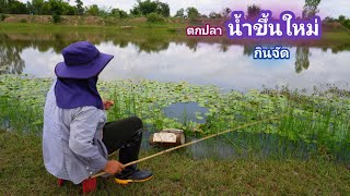 นั่งตกปลา น้ำขึ้นใหม่ คันไม้ไผ่ ดึงไม่หยุดเลย กินดีจัด / บ้านนอก EP.910