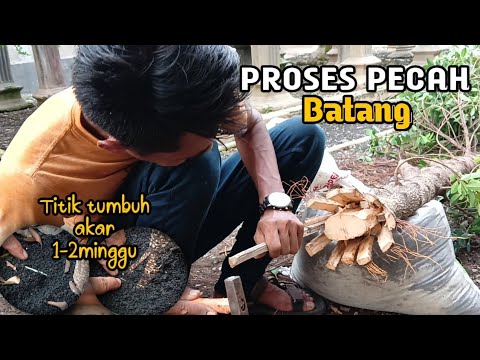 TIPS CARA MUDAH PECAH BATANG POHON 