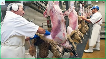 Incredible Modern Sheep Processing Factory Technology  -  Sheep Farm   - Processing Factory