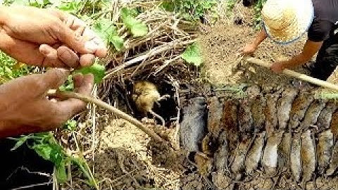Awesome rat Traps Rat Traps Home made | Amazing quick holes snare rat traps in Cambodia
