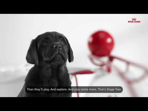 Royal Canin Puppy Food - Health is Life's Foundation