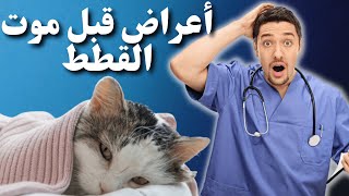 أعراض قبل موت القطط وأسبابه_طرق التعامل مع اقتراب موعد موت القطط !