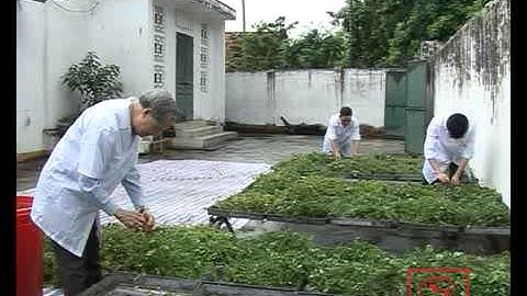 Phóng sự Giảo cổ lam Tuệ Linh