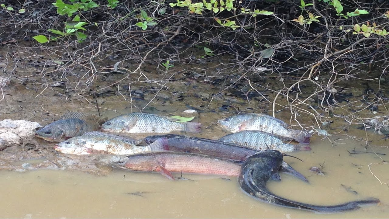 video phone beyonce mp3 Amazing Fishings Video by hands-Traditional Fishing in Cambodia Today,Best Fishing Videos in khmer