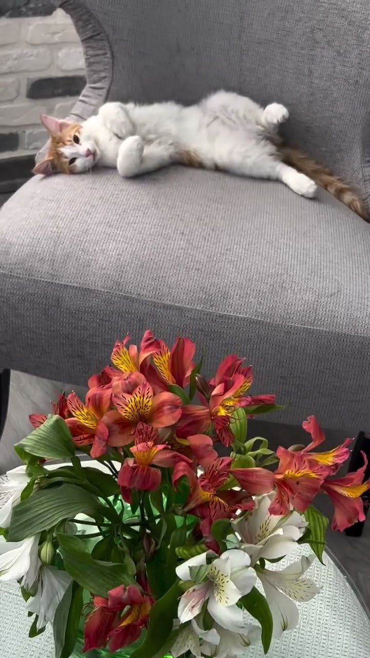 C magnifique vidéo chat ? ? ? ?