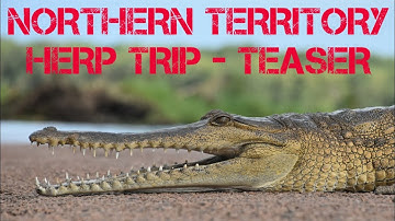 NORTHERN TERRITORY HERP TRIP TEASER