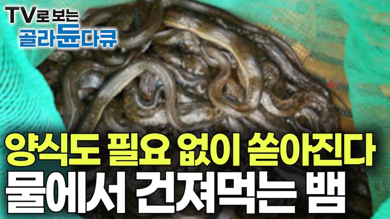 거대한 호수에 갇힌 뱀이 우글우글. 양식할 필요도 없이 그물만 던져도 뱀이 수십 마리 쏟아진다｜물고기 잡느니 비싼 뱀 잡는 잡는 게 낫다｜캄보디아 물뱀 사냥꾼｜극한직업｜#골라듄다큐