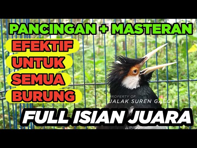 BURUNG JALAK SUREN GACOR FULL ISIAN JUARA paling mudah masuk buat PANCINGAN MASTERAN SEMUA JALAK class=