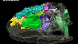 Dinosaur airheads - Majungasaurus - skull, brain, & air spaces - Roll