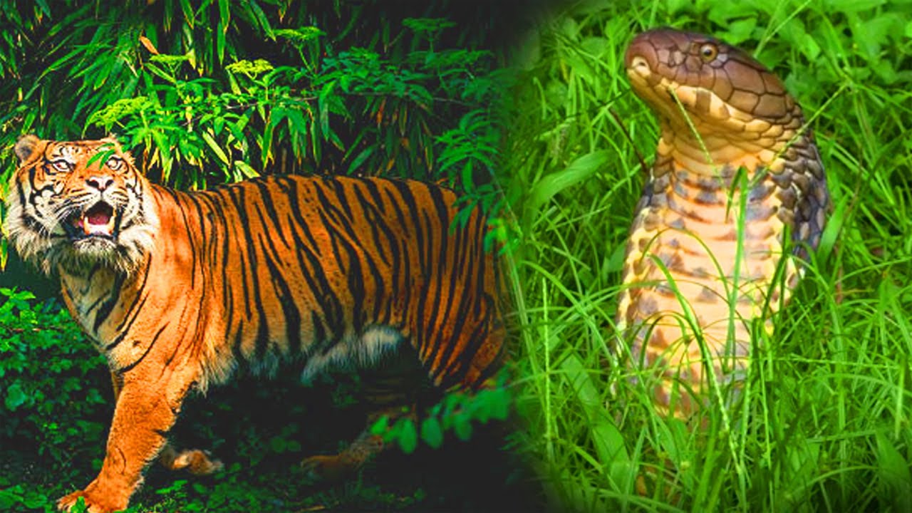 «Ужас в дремучем лесу: дикие животные против ядовитых змей, кружащих всю ночь» | @thegioiran