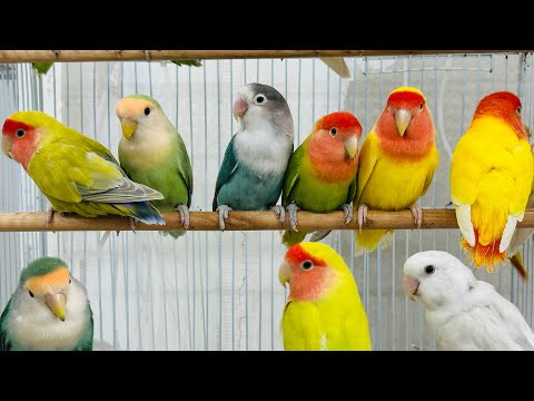 تغريد فيشر غندورة و روز