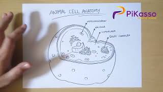 How to Draw Diagram of Animal Cell Anatomy