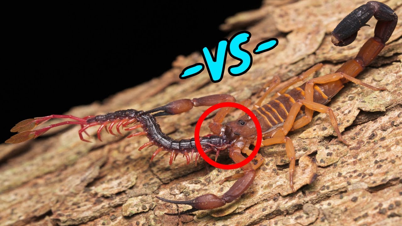 Scorpion Vs Centipede Fight Watch Till End Poision Fight बिच्छू की ...