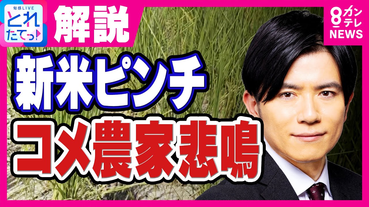 「半分諦めてる」コメ農家悲鳴　猛暑と雨不足で新米ピンチ　乾ききった田んぼの稲を引き抜いて「ここから水をあげても復活は厳しい」と農家｜旬感LIVE とれたてっ!〈カンテレNEWS〉