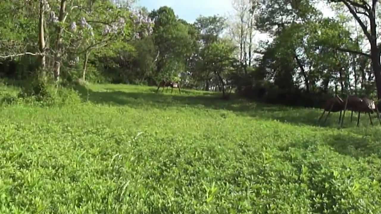 Big Bugs exhibit at Garvies Point Museum in Glen Cove NY created by Dave Rogers YouTube