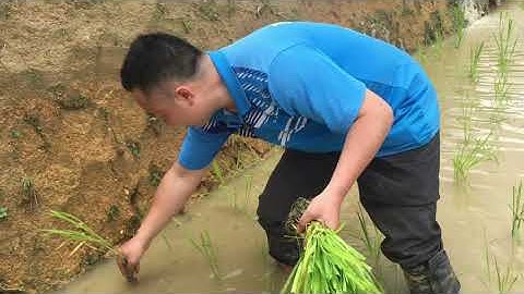 Cấy lúa ruộng bậc thang Hoàng Su Phì | Bàn Tàn