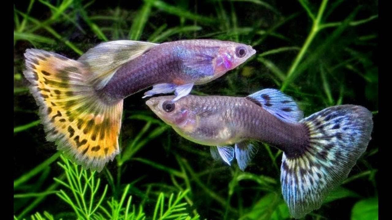 Гуппи аквариумные рыбки. Гуппи живородящие. Гуппи тукседо смокинг. Рыба гуппи poecilia reticulata. Гуппи аквариумные рыбки.