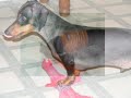 Sasha's Weenie Man-Oscar