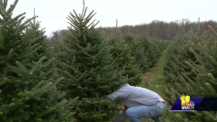 How to pick the perfect Christmas tree