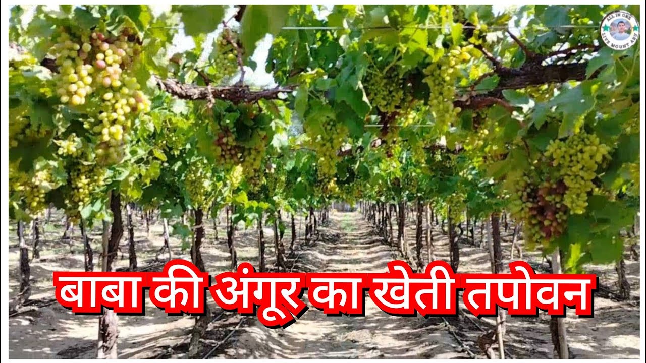 बाबा की तपोवन की खेती अंगूर की बगीचा शिमला मिर्च की बगीचा