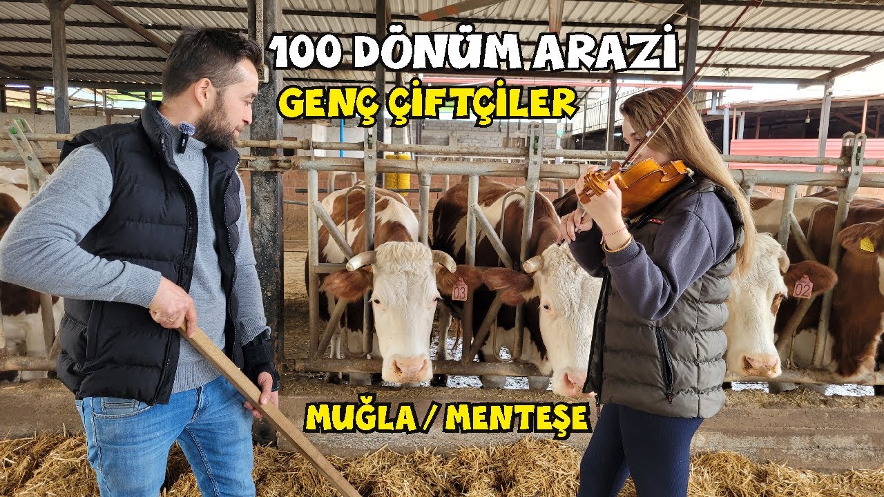 Ege'de Yaşam: Hayvanları MÜZİKLE BESLEYEN MUĞLA'lı genç çiftçiler günlük 500 lt süt üretiyorlar!