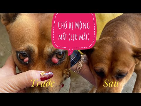 Chữa chó bị mộng mắt (lẹo mắt) - Thú Y Vườn