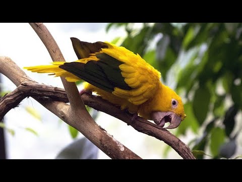 Золотая аратинга (англ. Golden parakeet)