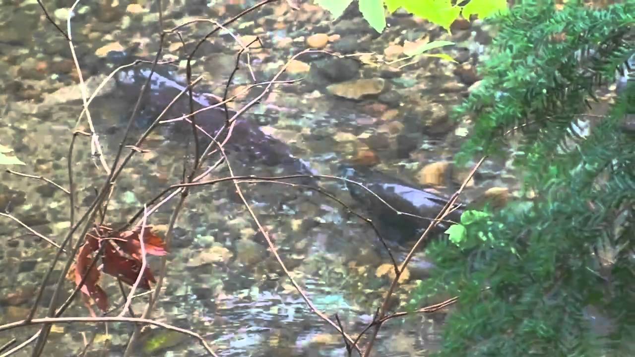 2010 HYDE CREEK COHO SALMON RETURNS, PORT COQUITLAM YouTube