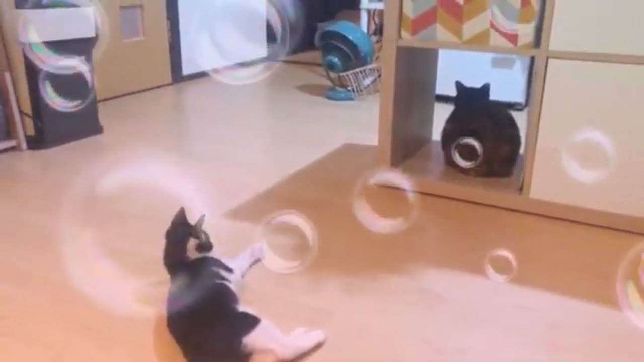 わんぱく小憎バンビ