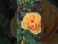 Queens Mary Rose garden after fall