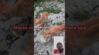 “Mengapa belum ada yg merawatnya😩😭😔”#kucing #anakkucing #kucingjalanan #kucingterlantar