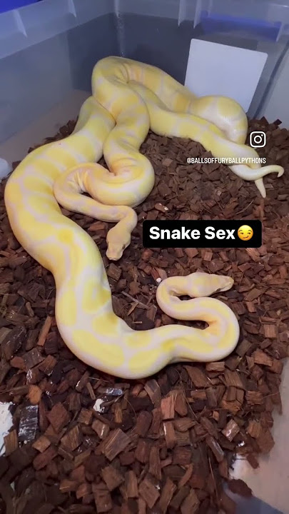 Snake Sex❤️‍🔥 #ballpython #reptiles #snake #pets #animals #shorts #viral #fyp #wildlife
