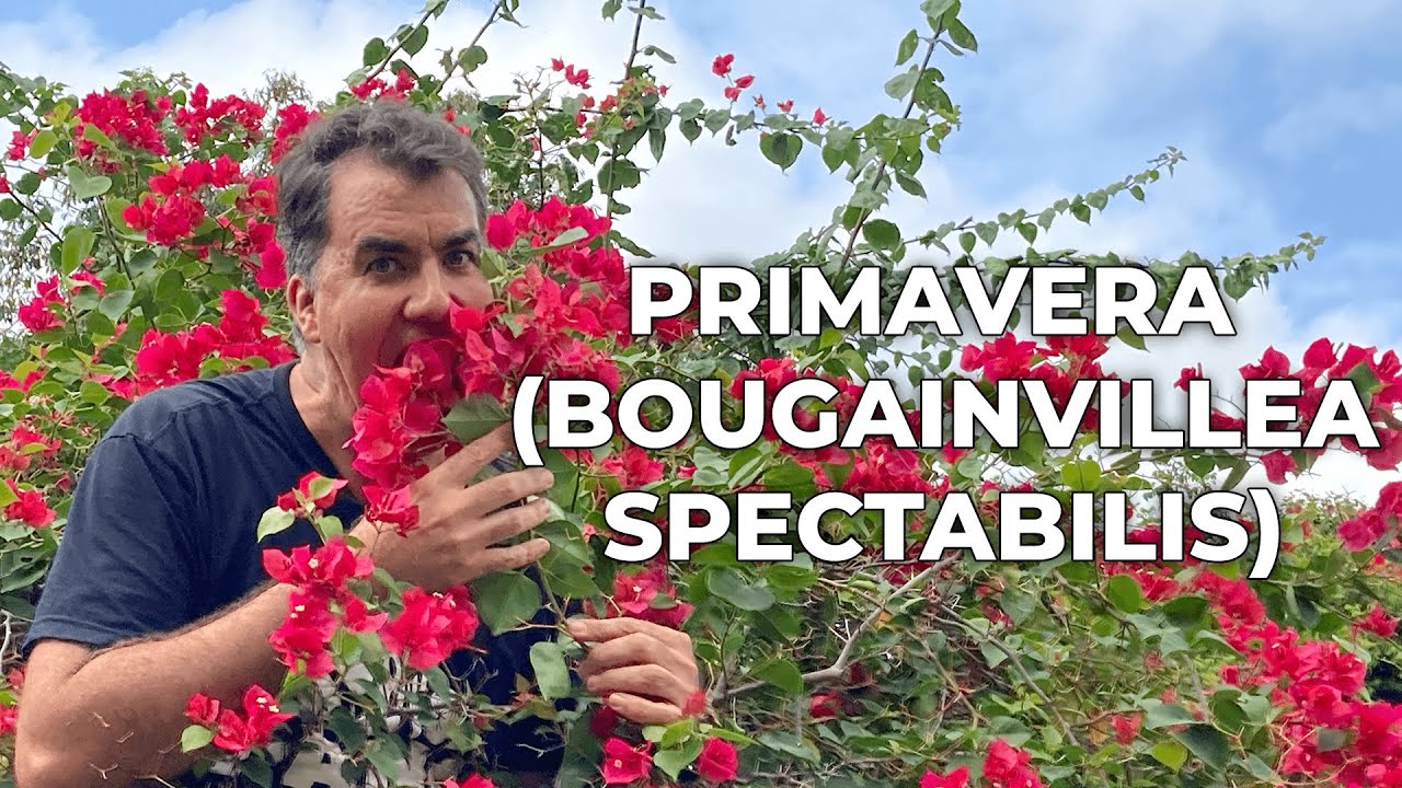 CONHEÇA MAIS A PLANTA NATIVA PRIMAVERA - BOUGAINVILLEA SPECTABILIS # ...