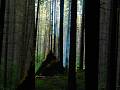 The atmosphere of the morning forest #bushcraft #camping