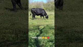 Kara İnci̇ 🥰😘❤️🤗😎 Ilığı