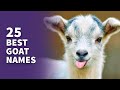 25 best goat names cute baby goat name ideas