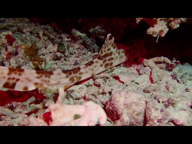 Raja Ampat 歩くサメ