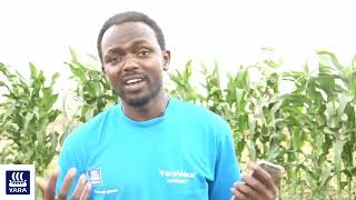Onion Farming With Yara Nutrition Program