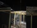 Temporary Hawk Protection for Our Chicken Run 🐔🛠️