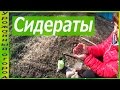 О ПОЛЬЗЕ СИДЕРАТОВ!ОРГАНИЧЕСКОЕ ЗЕМЛЕДЕЛИЕ!