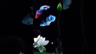 🥰🥰Most beautiful Fish,Fish Status video 😍😍fish wallpaper hd video #nature #art#love #beautiful#fish screenshot 5