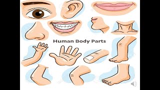 Parts of body quiz