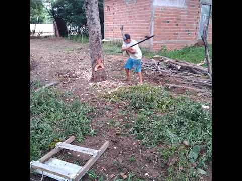 Vídeo: Como Derrubar Uma árvore Com Um Machado