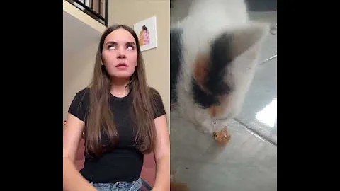 Watch the video about ✂️hair #cat #funny #pets #cats #cute #challenge #music