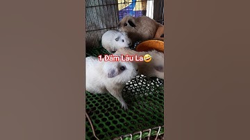 1 Đám Lâu La🤪 #funny #pets #capybara #cavy #cute #trending #petsrule #dongvat #freefire #foryou