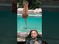 É possível escapar de um tigre? #biologohenrique #animais #bichoesperto #biologo