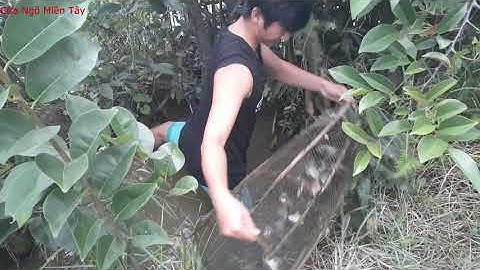 CNMT#13 Thăm lợp cá lóc và món cá rô phi nướng trui | Cửa Ngõ Miền Tây