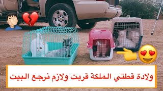 انا و قططي راجعين البيت ‍♂ ومعنى القطط الجديدة  / Mohamed Vlog