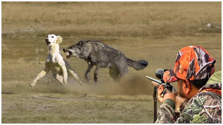 How Do Farmers And Hunters Deal With Millions Of Wild boars, Wolves, Camel? Invasive Species