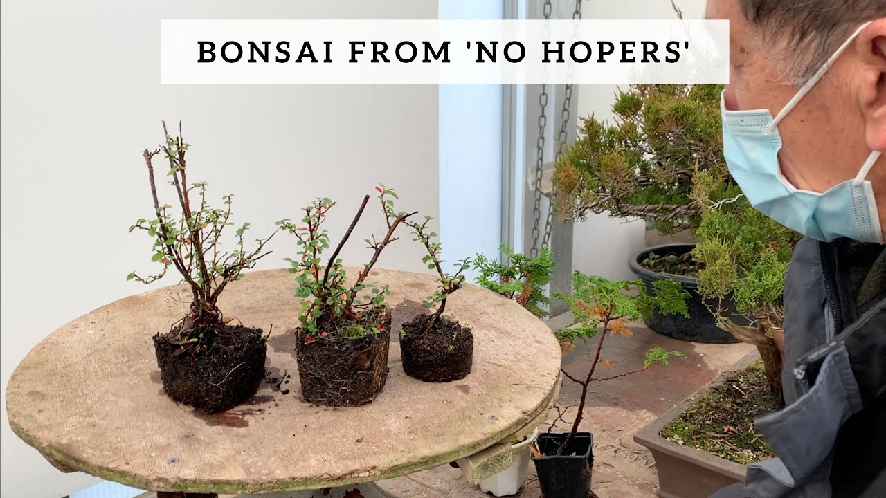 Bonsai from 'No Hopers'